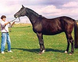 Zuchtstute Komtess V (Trakehner, 1981, von Corvin)