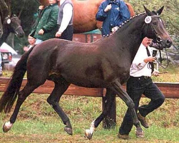 broodmare Kompliment (Trakehner, 1987, from Leonardo)