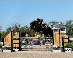 stallion Titulus (Trakehner, 2001, from Kasparow)