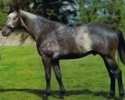 stallion Godswalk xx (Thoroughbred, 1974, from Dancer's Image xx)