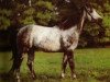 stallion Beneagles xx (Thoroughbred, 1980, from Godswalk xx)