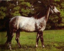 stallion Beneagles xx (Thoroughbred, 1980, from Godswalk xx)