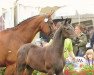 dressage horse Faya-Jane (Oldenburg, 2011, from Fürstenball)