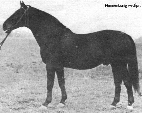 stallion Hunnenkoenig 1155 (Trakehner, 1941, from Hutten)