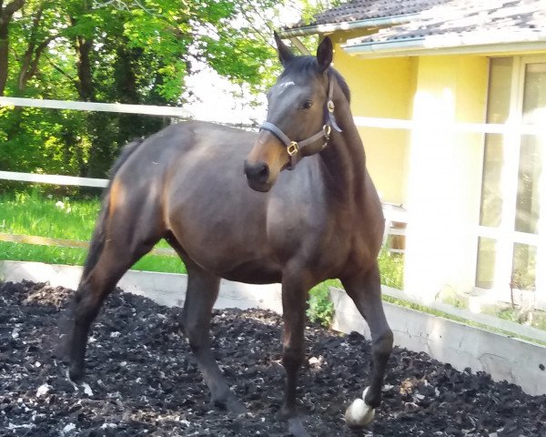 broodmare Perserkrone (Trakehner, 2016, from Silvermoon)