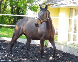 Zuchtstute Perserkrone (Trakehner, 2016, von Silvermoon)