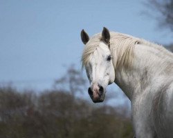 dressage horse Rosa Fionn (German Riding Pony, 2006, from Dexter Leam Pondi)