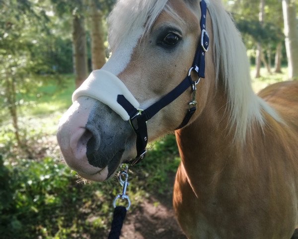 horse Alinda's Golden Dreams (Haflinger, 2010, from Aikon)