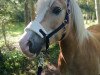 horse Alinda's Golden Dreams (Haflinger, 2010, from Aikon)