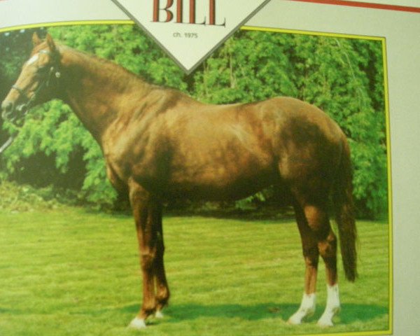 stallion Nicholas Bill xx (Thoroughbred, 1975, from High Line xx)
