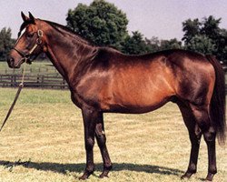 stallion Silver Hawk xx (Thoroughbred, 1979, from Roberto xx)