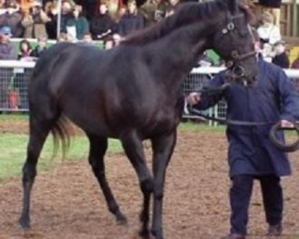 stallion Benny The Dipe xx (Thoroughbred, 1994, from Silver Hawk xx)