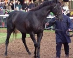 stallion Benny The Dipe xx (Thoroughbred, 1994, from Silver Hawk xx)