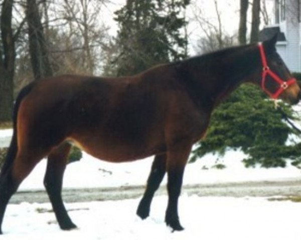 broodmare Lovedream (Trakehner, 1975, from Donauwind)