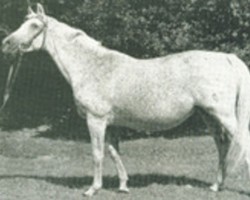 broodmare Parole (Trakehner, 1961, from Doktryner ox)