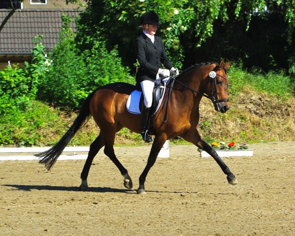 dressage horse High Hope R (German Riding Pony, 2005, from Halifax)