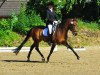 broodmare High Hope R (German Riding Pony, 2005, from Halifax)