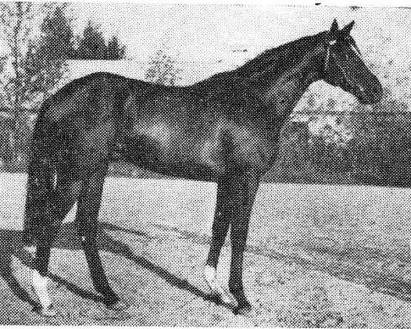 stallion Antrieb xx (Thoroughbred, 1974, from Tuny xx)