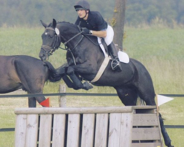 jumper Chiquitita (Trakehner, 2001, from Buddenbrock)