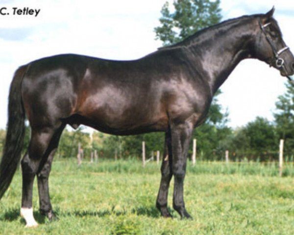 stallion Carino (Trakehner, 1976, from Liguster)