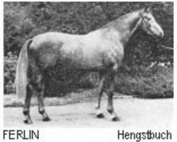 stallion Ferlin (Trakehner, 1966, from Maharadscha)