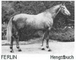 Deckhengst Ferlin (Trakehner, 1966, von Maharadscha)