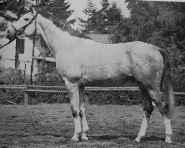 stallion Padparadscha (Trakehner, 1967, from Hartung)