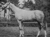 stallion Padparadscha (Trakehner, 1967, from Hartung)
