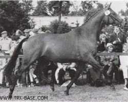 Zuchtstute Kalinka XV (Trakehner, 1979, von Mahagoni)