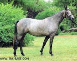 broodmare Kateja (Trakehner, 1985, from Inschallah AA)