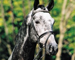 stallion Key West (Trakehner, 1996, from Stradivari)