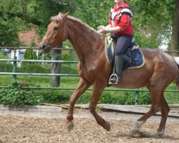 Zuchtstute Last Coloration (Trakehner, 1989, von Ferrum)