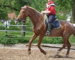 broodmare Last Coloration (Trakehner, 1989, from Ferrum)