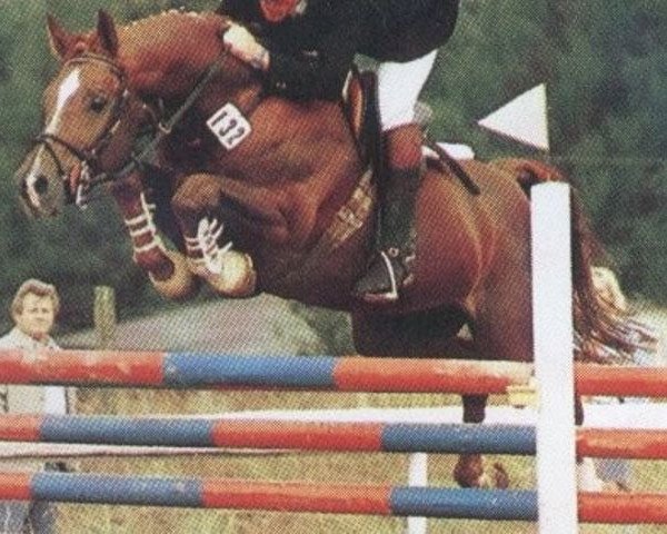 stallion Heimherr (Trakehner, 1973, from Cesar)