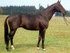 stallion Maquisard xx (Thoroughbred, 1977, from Sigebert xx)