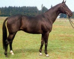 stallion Maquisard xx (Thoroughbred, 1977, from Sigebert xx)