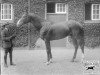 stallion Captain Cuttle xx (Thoroughbred, 1919, from Hurry On xx)