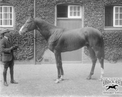 stallion Captain Cuttle xx (Thoroughbred, 1919, from Hurry On xx)