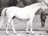stallion Ceremonial xx (Thoroughbred, 1949, from Pilade xx)