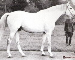 stallion Ceremonial xx (Thoroughbred, 1949, from Pilade xx)