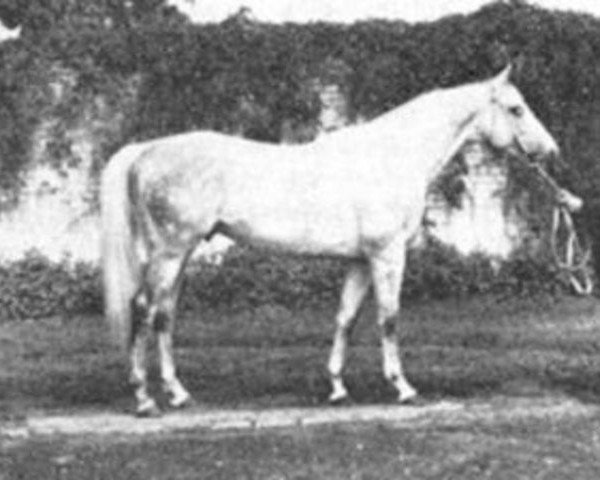 stallion Perkoz xx (Thoroughbred, 1965, from Ceremonial xx)