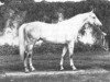 stallion Perkoz xx (Thoroughbred, 1965, from Ceremonial xx)
