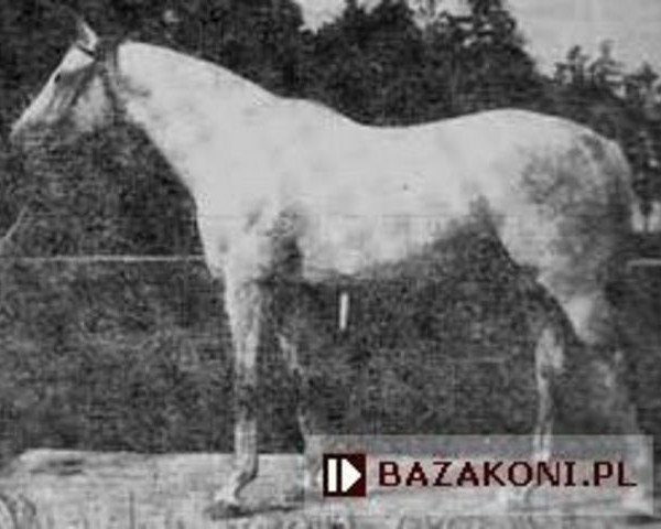stallion Sopran (Trakehner, 1974, from Perkoz xx)