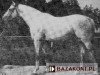 stallion Sopran (Trakehner, 1974, from Perkoz xx)