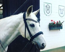 Springpferd White Wonder (Trakehner, 2000, von Graziello)