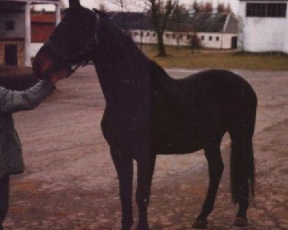 Deckhengst Arianin (Trakehner, 1979, von Sopran)