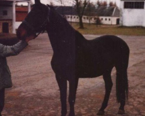stallion Arianin (Trakehner, 1979, from Sopran)