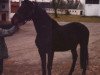 stallion Arianin (Trakehner, 1979, from Sopran)