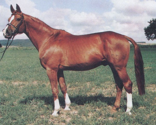 stallion Symbol (Trakehner, 1970, from Hartung)