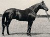 stallion Obermaat xx (Thoroughbred, 1954, from Goody xx)